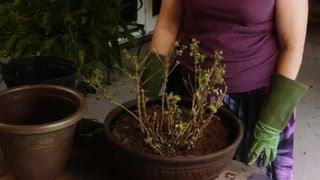 How to Re-Pot Chrysanthemum : Plant & Flower Care