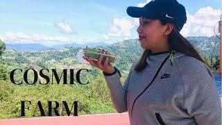 COSMIC FARM//Caban La Trinidad Benguet//Organic Farming