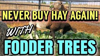 Eliminate the Feed Store with TREE HAY!