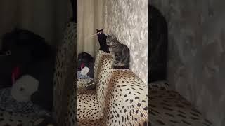 Чертята любимые 