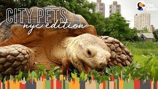 Tortoise Lives In Harlem And Hangs Out In Central Park | The Dodo City Pets