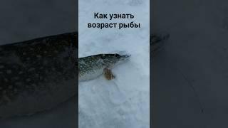 Как узнать возраст рыбы. Верный способ. Рыбалка #fishing #shorts