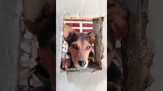 #pets #petslovers