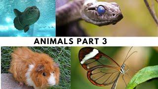 Animals Facts(Information)Part 3/Information Hub