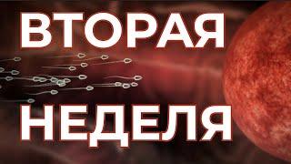 Вторая Неделя Беременности. Беременность  по Неделям. Первый триместр