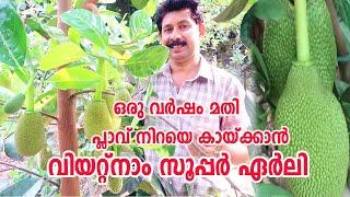 വിയറ്റ്നാം സൂപ്പർ ഏർലി നട്ടിട്ടുള്ളവർ കാണുക Importance Of Pruning Vietnam Super early JackFruit Tree