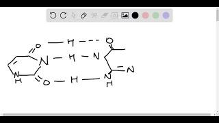 The base analog 5 -bromouracil (5 B U) which sterically resembles thymine, more readily undergoes t…