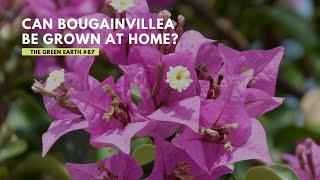 #87 How to Grow Bougainvillea Cuttings at Home? | Growing Bougainvillea Indoor