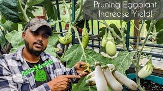 How to Prune Eggplant - Increase MAX Production in less TIME ! | Snowy Eggplant #garden #gardening