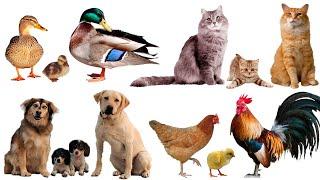Домашние животные и их детёныши  Учим животных  Развивающие мультики ( 2+)  Карточки Домана