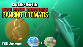 Eksperimen Terbaru : Umpan Boa Edan + Kinoy || Strike Ikan Patin Dengan Pancing Otomatis