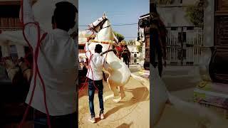 Viral horse  new amazing  dance  style