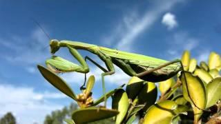 Europäische Gottesanbeterin (Mantis religiosa)  © Lothar Lenz