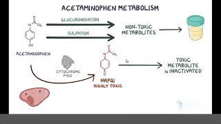 Acetaminophen Paracetamol (Pharmacology)