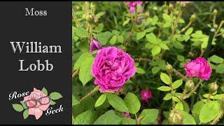 William Lobb / Moss Rose / One Time Bloomer / Zone 8a