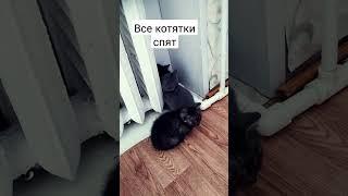 сонное царство