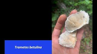 What's That Fungus? - Trametes betulina