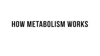 How Metabolism Works