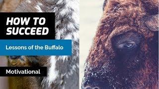 Face Your Problems and Run Towards The Storms | Lessons From The Buffalo