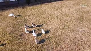 Flight over Lopota lake - Dji mini 2 drone video