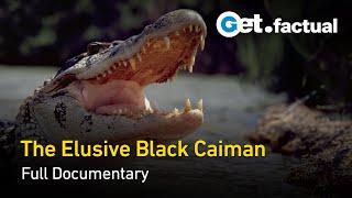 Black Caiman: Shadows on the Tropical River | Full Documentary