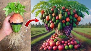 Super idea !! Grafting Papaya With Apples Get Papaya tree and alot of apples fruits