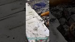 Sausage Burning Creativity with Cordless Drill: Unique Culinary Innovation!