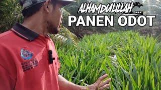 ALHAMDULILLAH...PANEN RUMPUT ODOT