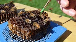 Bee Hunting - Marking Bees