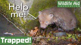 Adorable BABY FOX rescued from river!