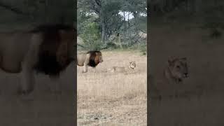 Liebesleben unter Löwen. Aufnahme entstand am 14.08.2023 Kruger Nationalpark