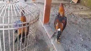 Ayam bangkok jadul, Ayam bangkok klasik || Thai rooster