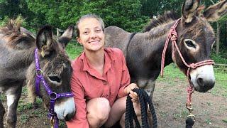 Mini Donkeys do Obstacle Course after 1 day of Training!