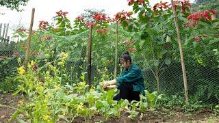 Growing Vegetables, Making Traditional Bamboo Chopsticks, Cooking Rustic Snails