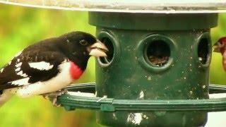 Rose-breasted Grosbeak feeding from the Squirrel Buster Plus