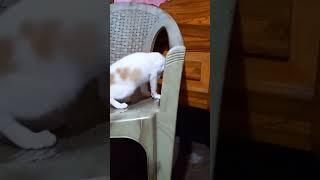 Ricky..... #cute #kitten #little #cat #viral #trending #ytshorts #youtubeshorts #shorts