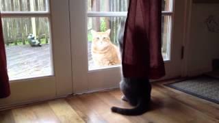 Smart cat way to greet a guest