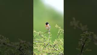 Mesmerizing Male Stonechat In Action! #wildlifefilmmaking #butterfly #wildlifefilm #wildlife