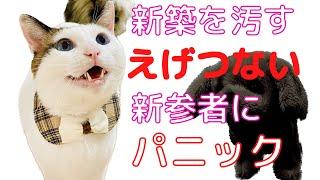 新築を汚すエゲつない新参者にパニックする猫達【オモチャ開封動画】