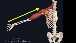 Osteopathy Treatment Techniques: Treating the Shoulder