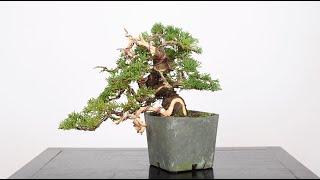 Shohin Juniper Bonsai from Cuttings, Part 2 | Bonsai-U