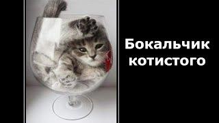 Веселые картинки. Коты смешные. Кошки приколы самые смешные.