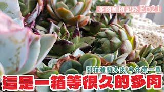 多肉種植記錄EP.21 原本想早點買早點入盆不過天算不如人算！開箱雅蘭多肉0907預購 #echeveria #succulent #多肉植物  #新手多肉  #garden #VLOG