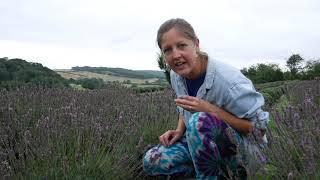 How to Harvest Lavender: Top Tips!! - Lavender World