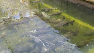 Com esses vídeos você vai aprender a deixar a água do seu lago cristalina.