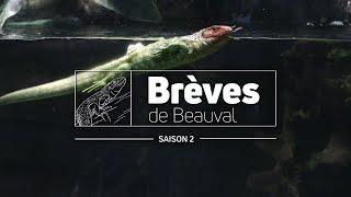 Brèves de Beauval : l’émission 100% immersion ! - Saison 2 Ep 7