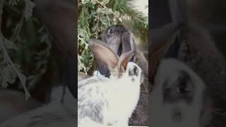 Unlikely Friendship! Puppy and rabbit. #AnimalFriendship   #Kindness #HeartwarmingStories #ai