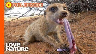 Don't Mess with the Meerkats | Wildlife Icons Ep104