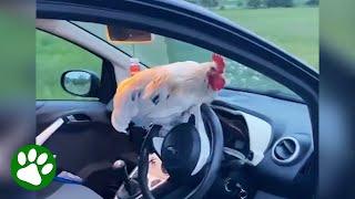 Lost rooster asks woman for help