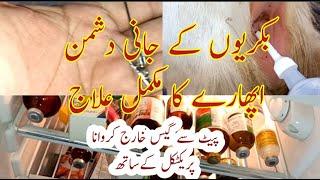 Tammy Gas in Goats || Treatment of Aphara Qabaz ||Aphara (Bloat) Treatment ||